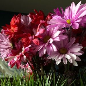 Meet your Posher, Annie